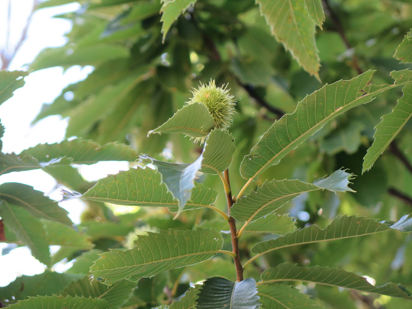 Fotos: La Tebaida Berciana respira de nuevo
