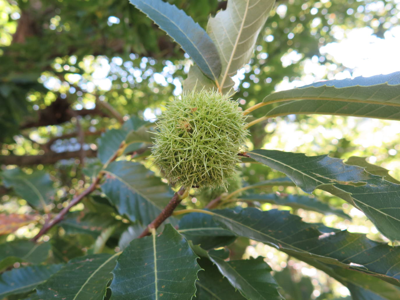 Fotos: La Tebaida Berciana respira de nuevo