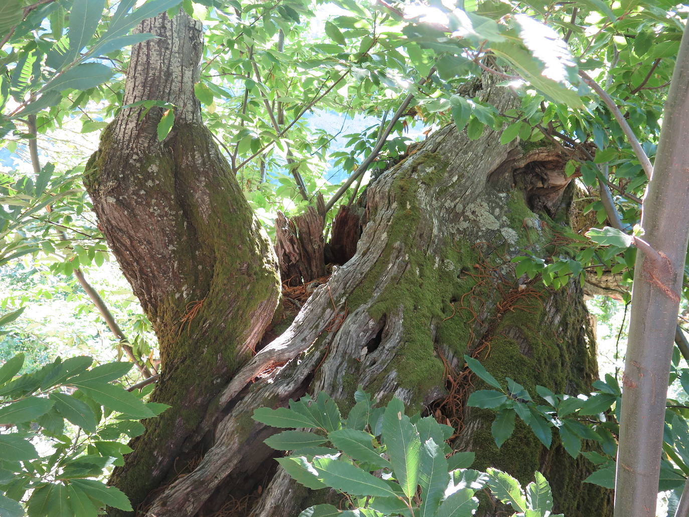 Fotos: La Tebaida Berciana respira de nuevo