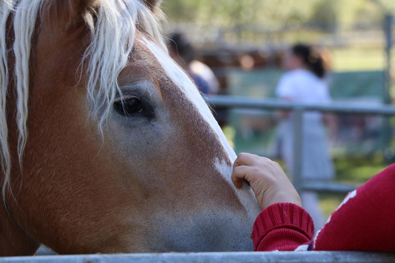 Fotos: Feria tradicional del Cristo de Lugueros 2019