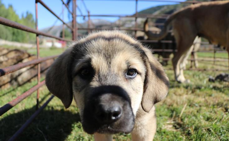 Un cachorro de mastín leonés.