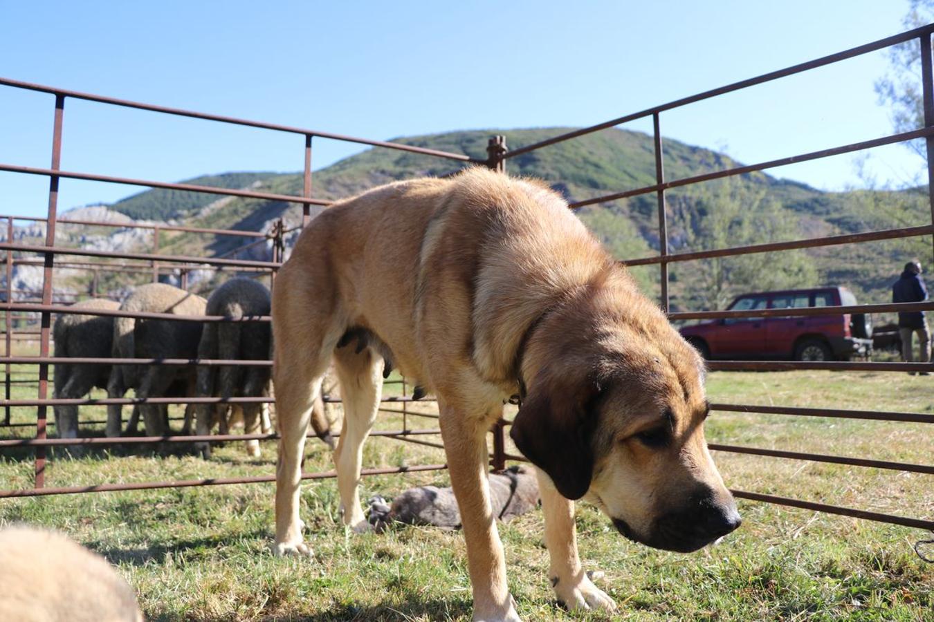 Fotos: Feria tradicional del Cristo de Lugueros 2019