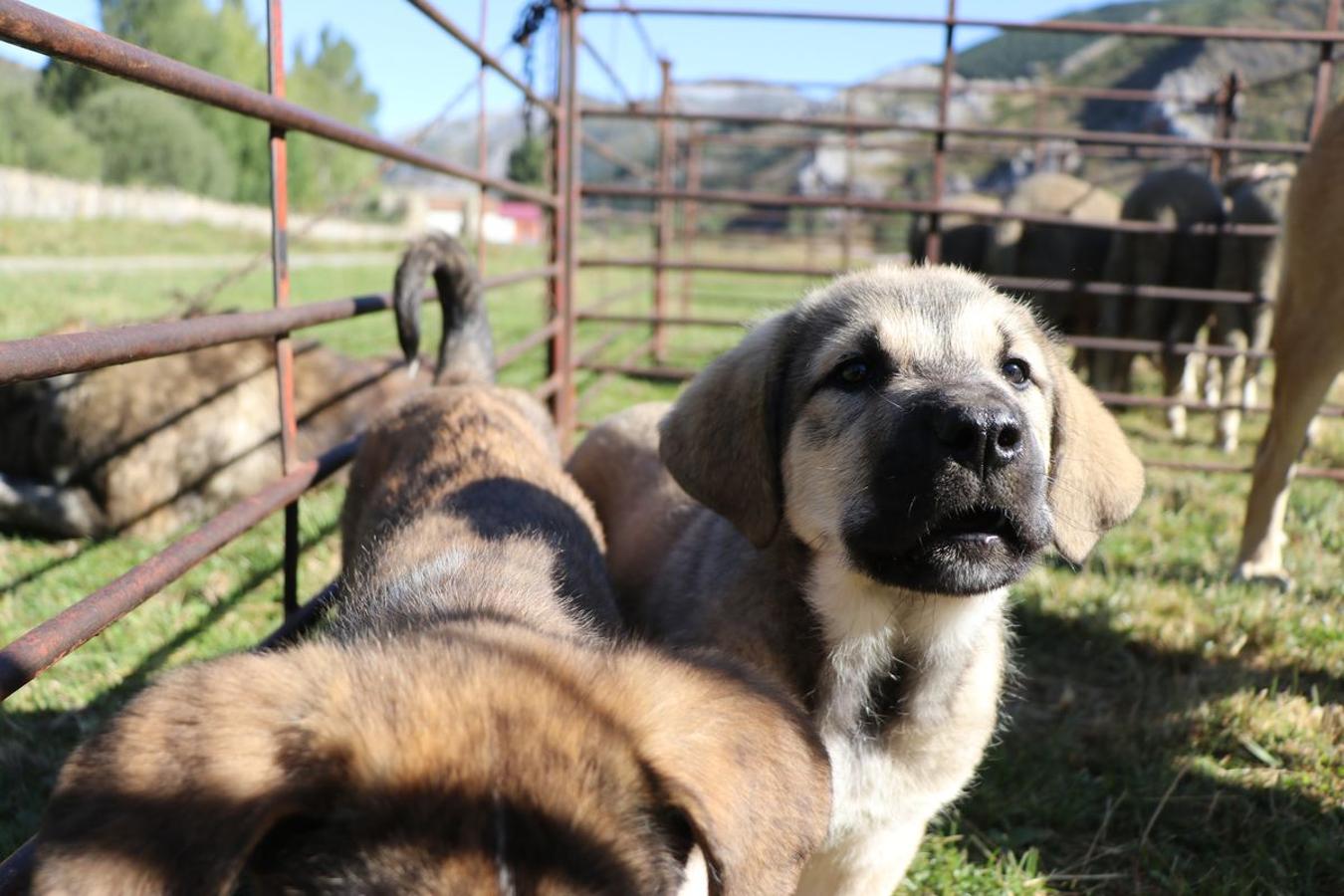 Fotos: Feria tradicional del Cristo de Lugueros 2019
