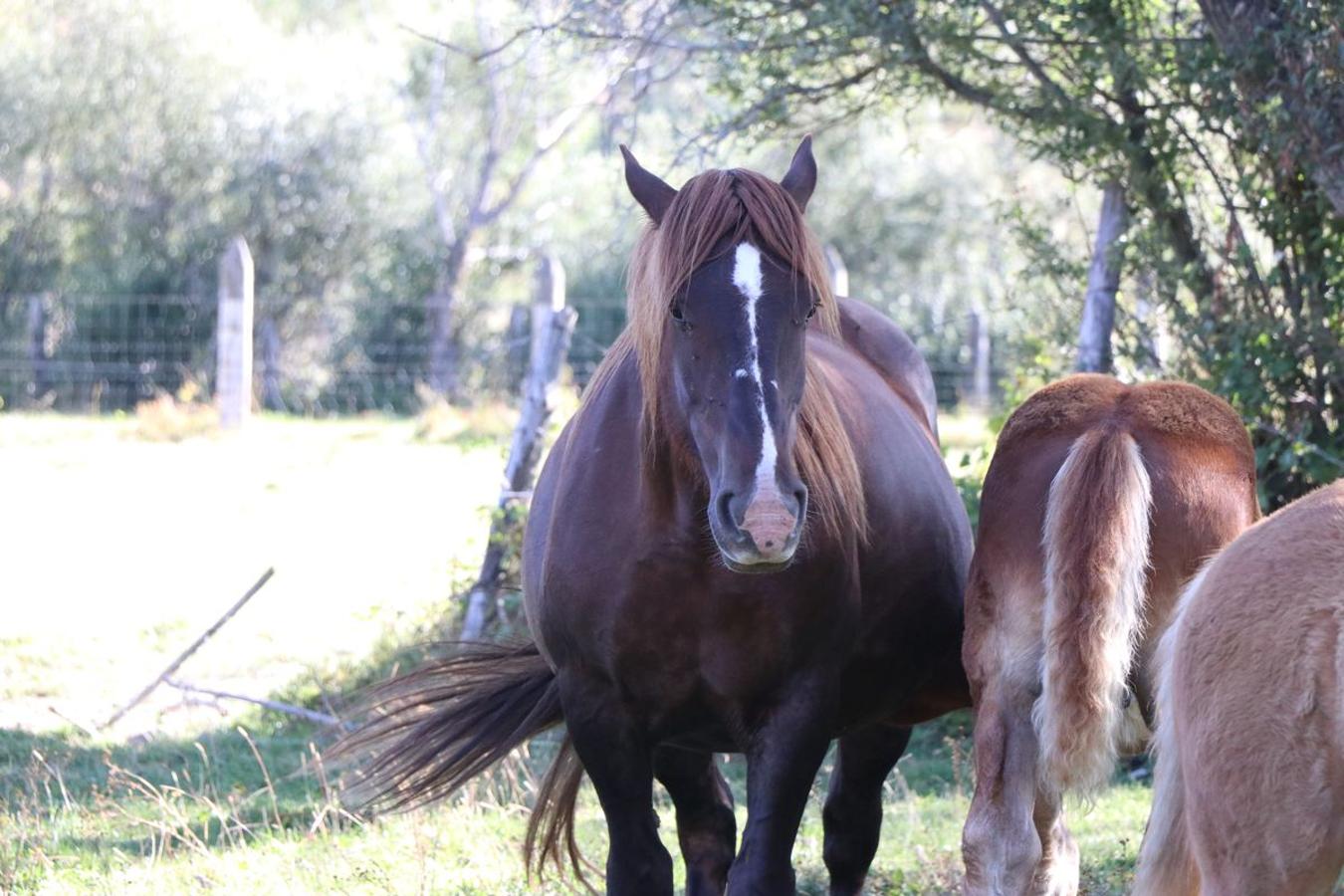 Fotos: Feria tradicional del Cristo de Lugueros 2019
