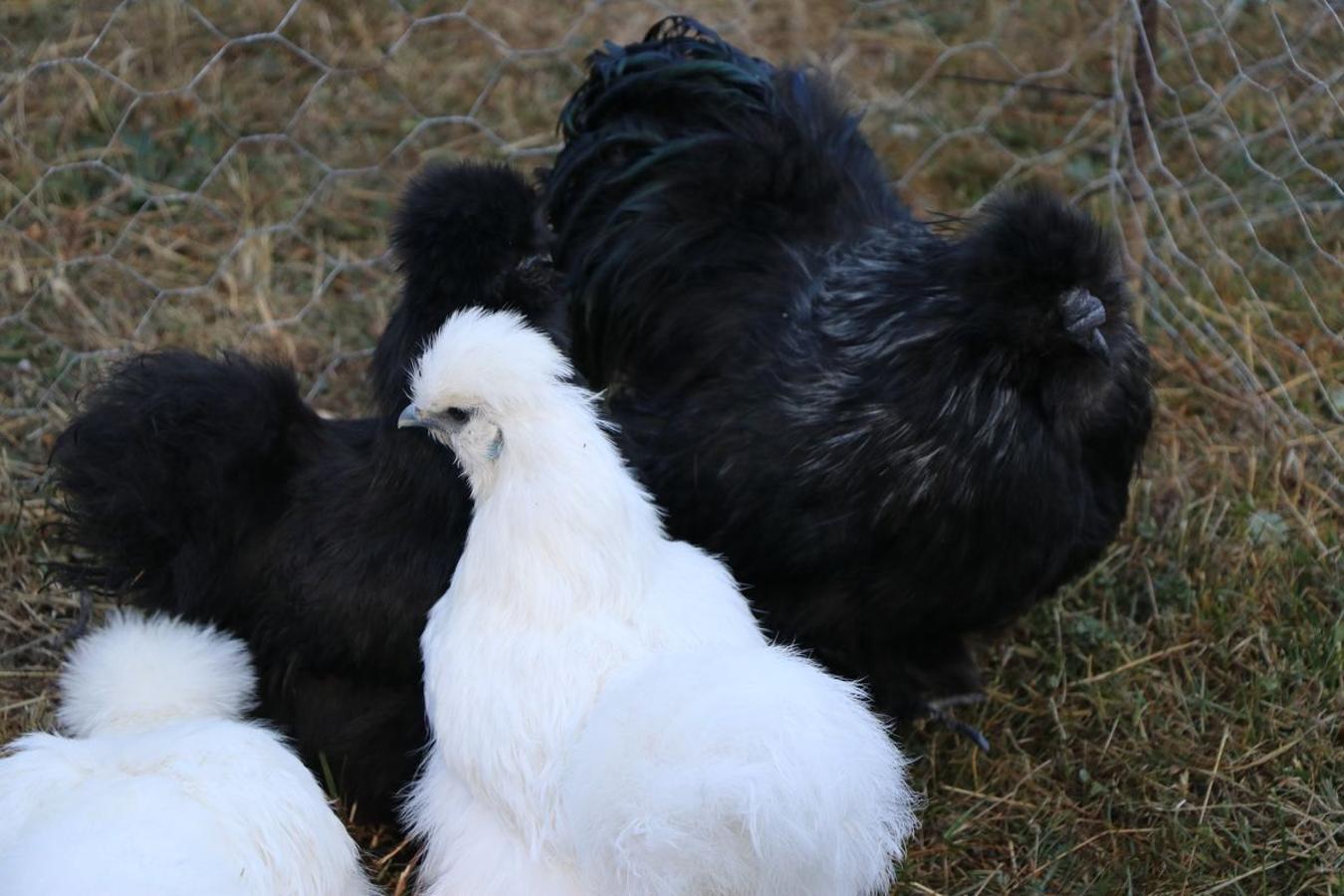 Fotos: Feria tradicional del Cristo de Lugueros 2019
