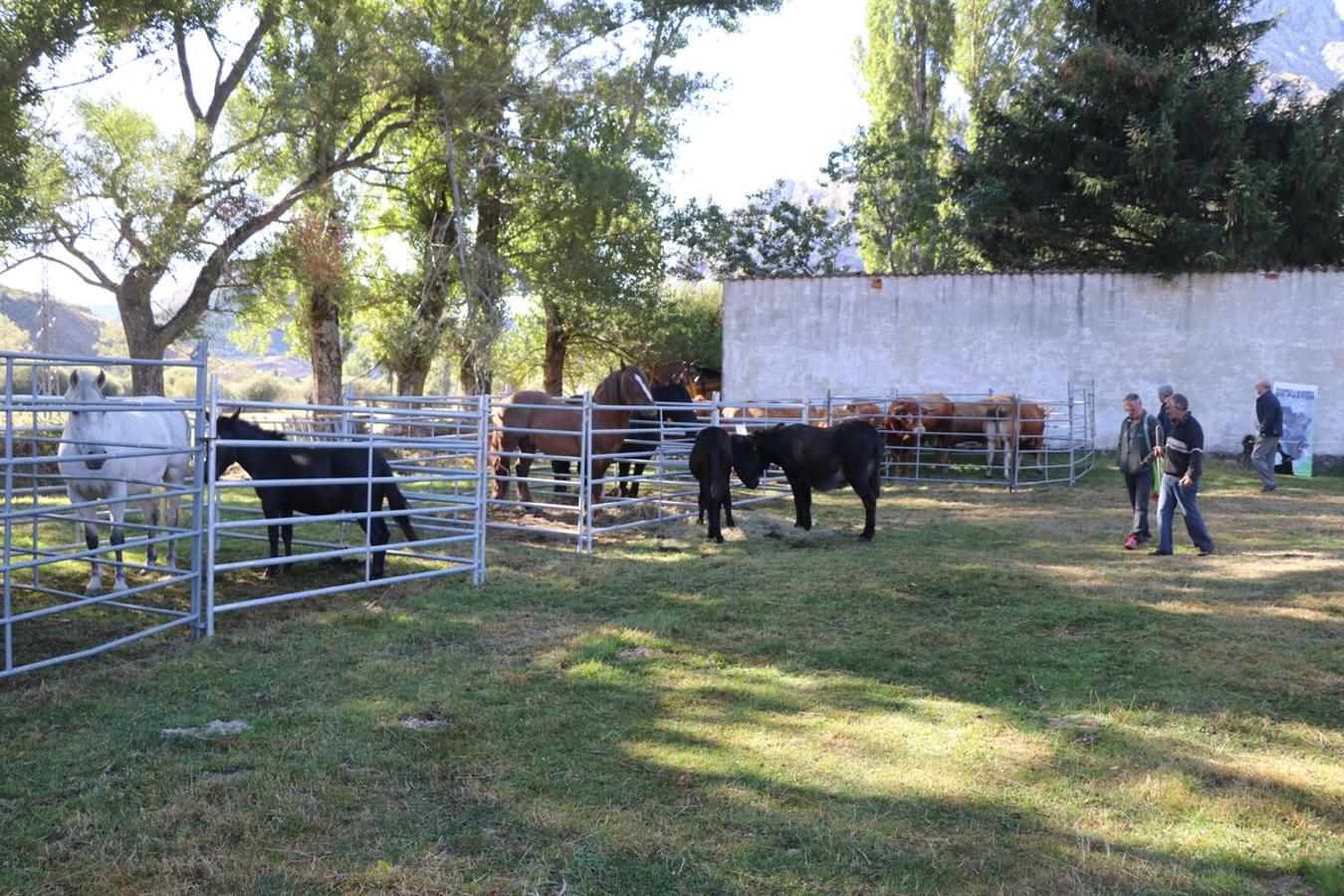 Fotos: Feria tradicional del Cristo de Lugueros 2019