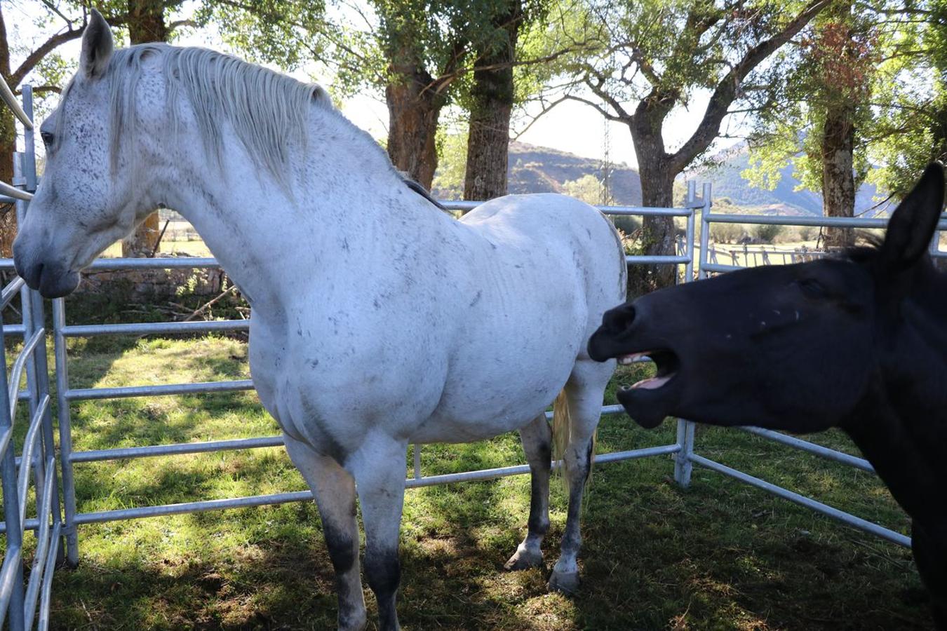 Fotos: Feria tradicional del Cristo de Lugueros 2019