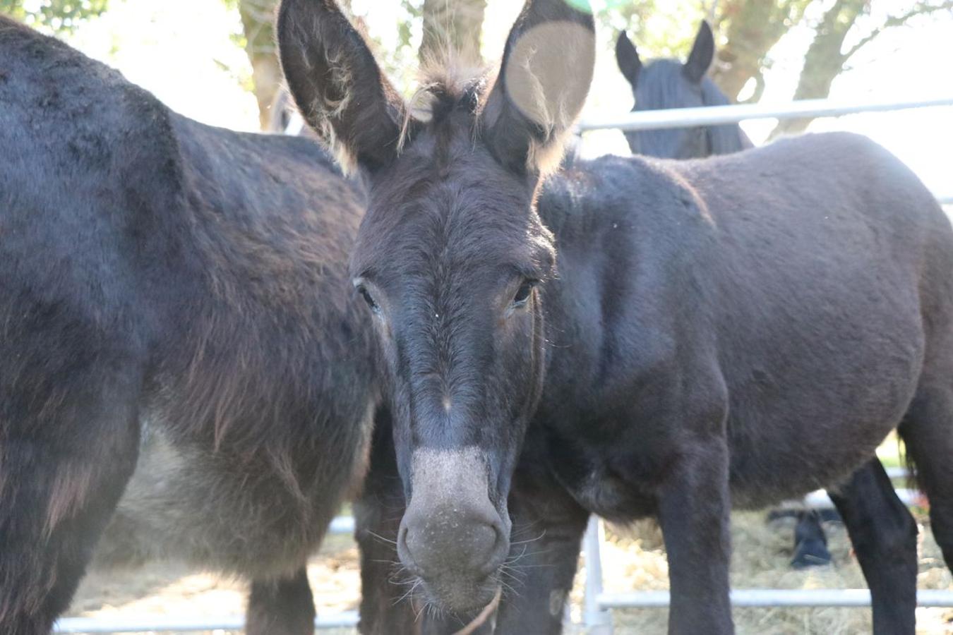 Fotos: Feria tradicional del Cristo de Lugueros 2019
