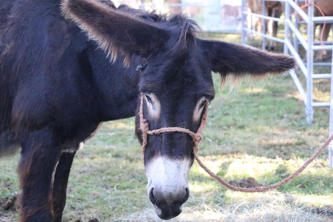 Fotos: Feria tradicional del Cristo de Lugueros 2019