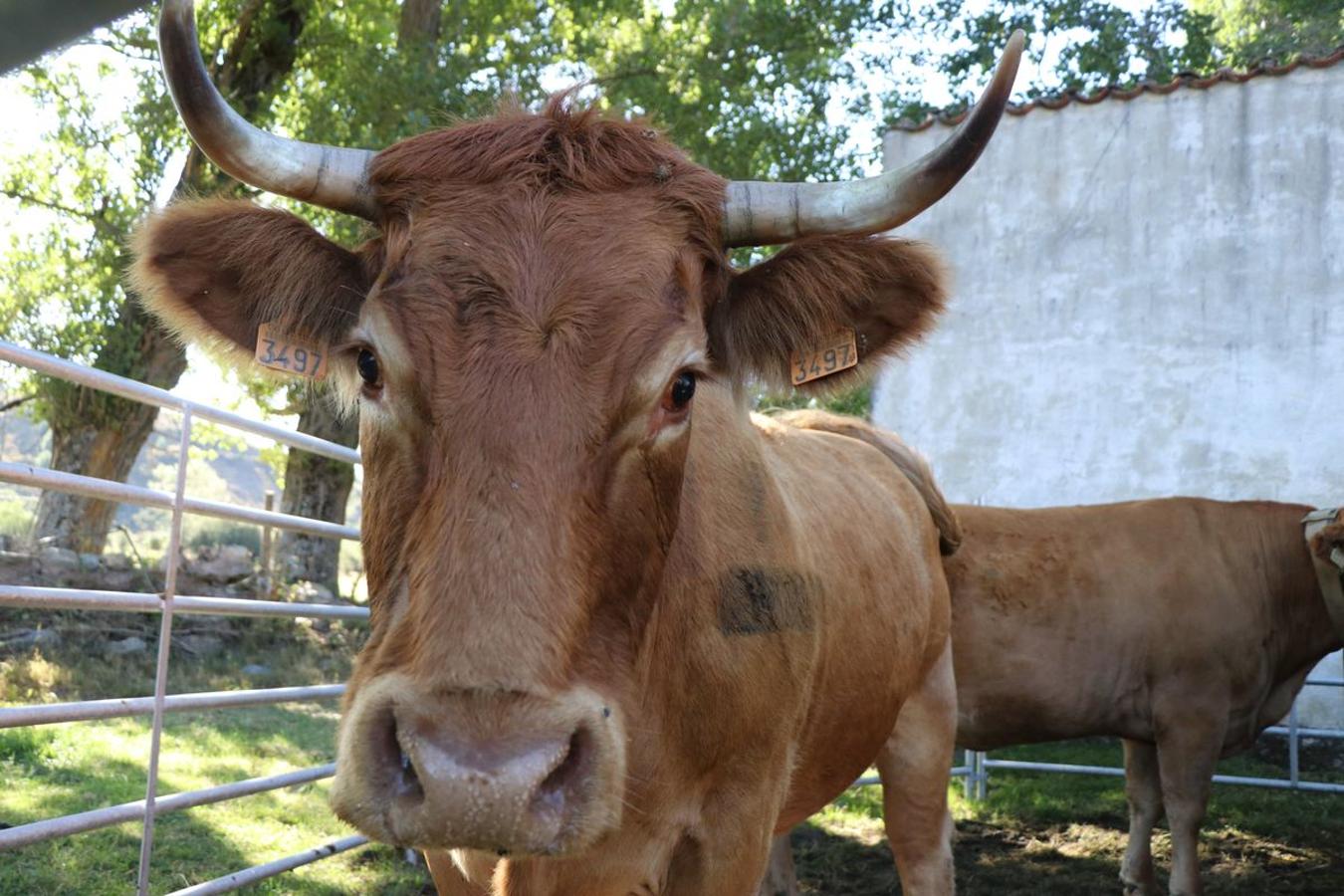 Fotos: Feria tradicional del Cristo de Lugueros 2019