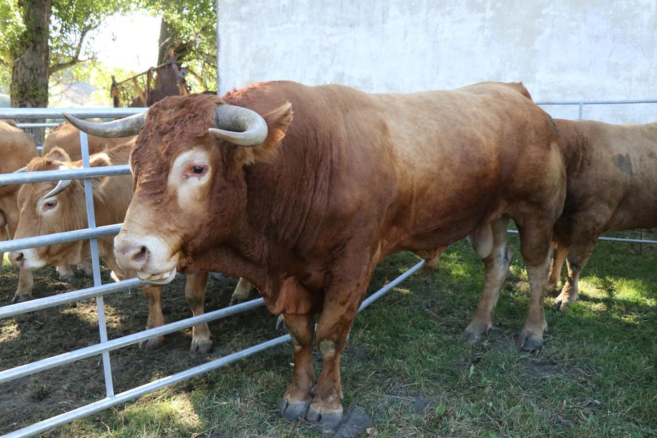 Fotos: Feria tradicional del Cristo de Lugueros 2019