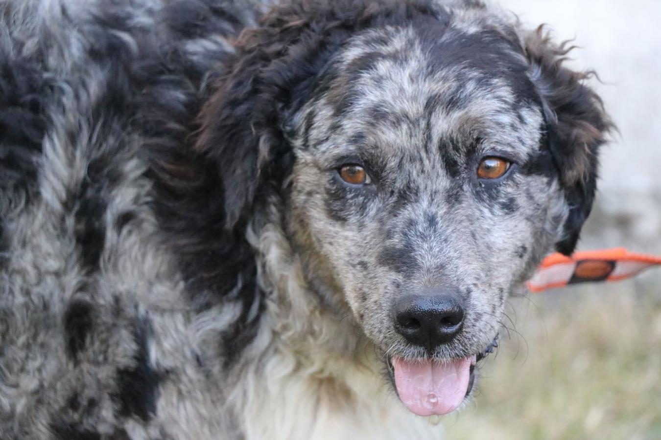 Fotos: Feria tradicional del Cristo de Lugueros 2019