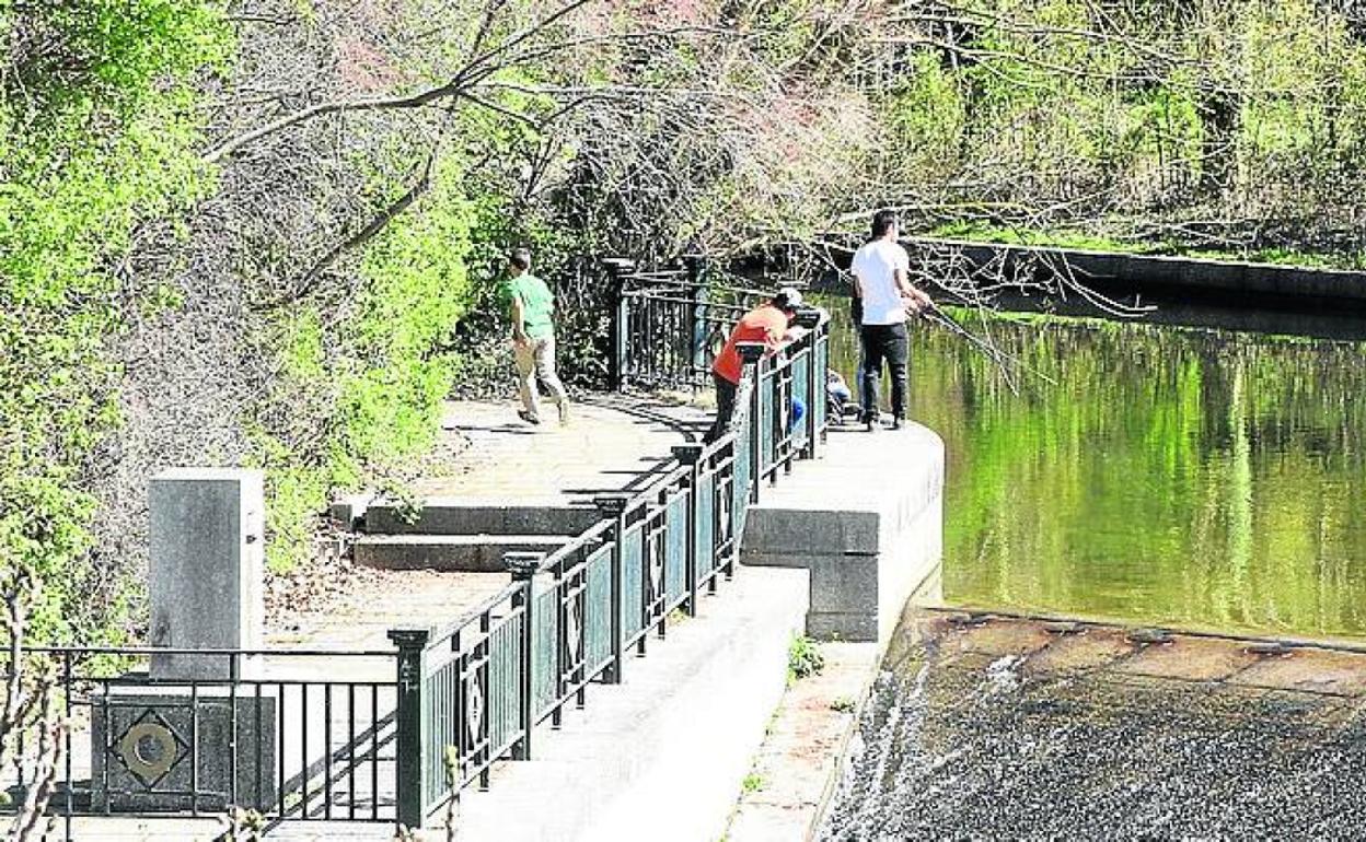 El Eresma, a su paso por la alameda. 