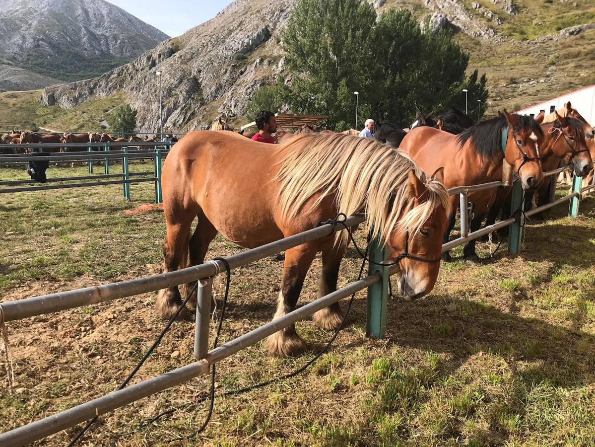 Fotos: XLI Concurso Exposición de Ganado de Montaña en Puebla de Lillo