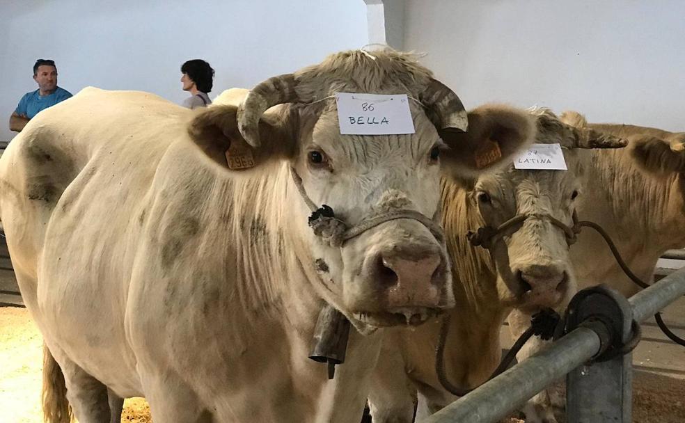 Dos ejemplares de la Feria. 