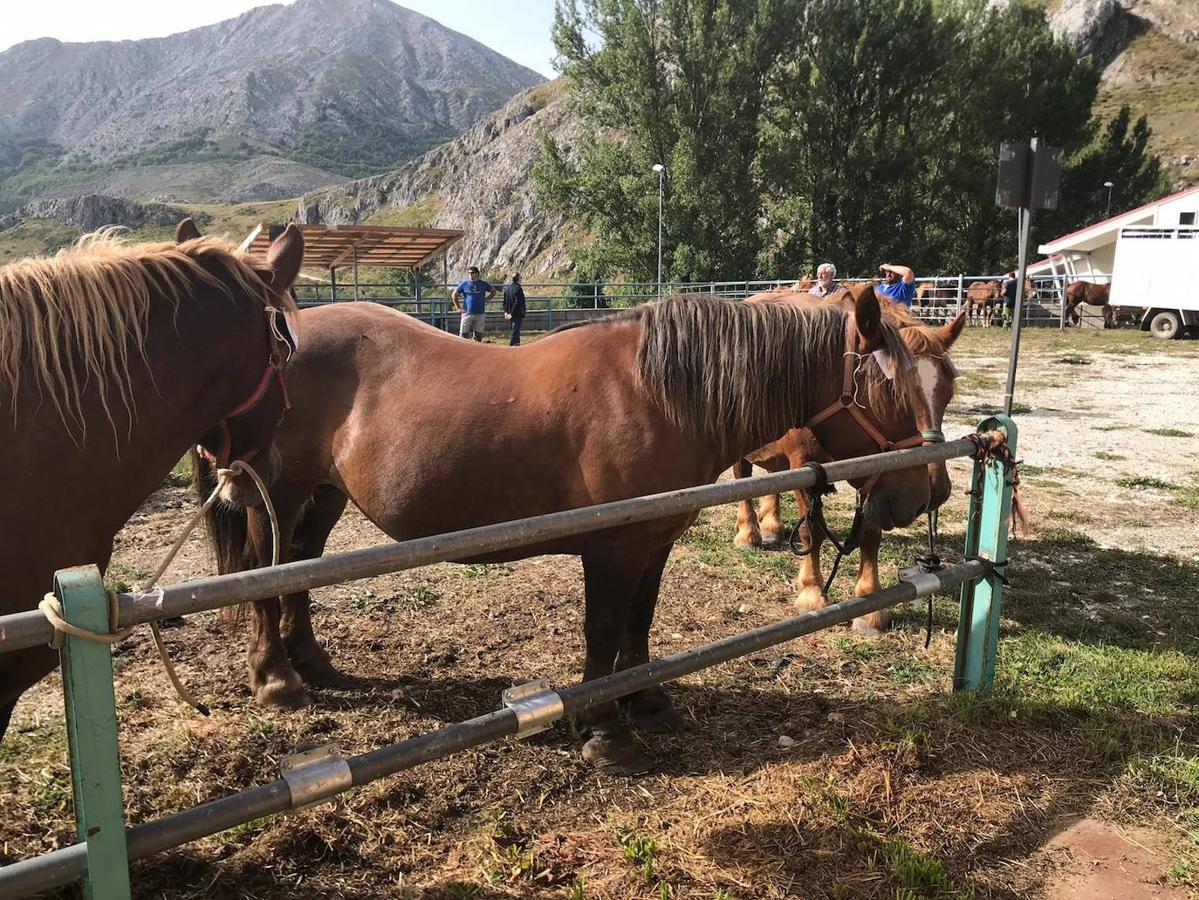 Fotos: XLI Concurso Exposición de Ganado de Montaña en Puebla de Lillo