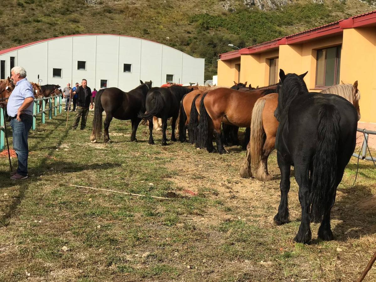 Fotos: XLI Concurso Exposición de Ganado de Montaña en Puebla de Lillo