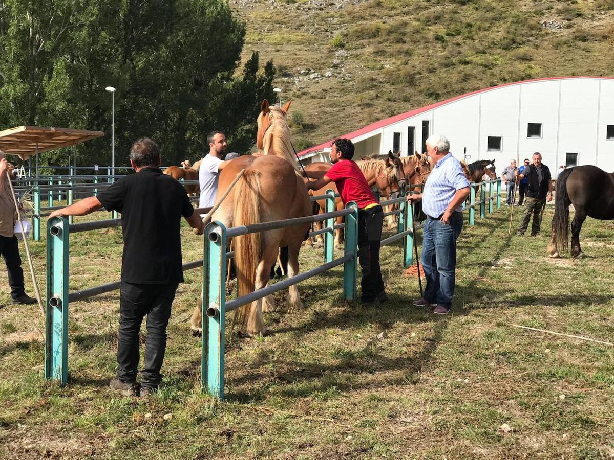 Fotos: XLI Concurso Exposición de Ganado de Montaña en Puebla de Lillo