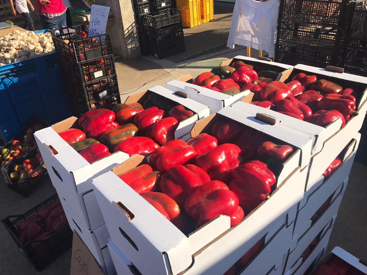 El rey de la huerta leonesa, el pimiento morrón de Fresno de la Vega.