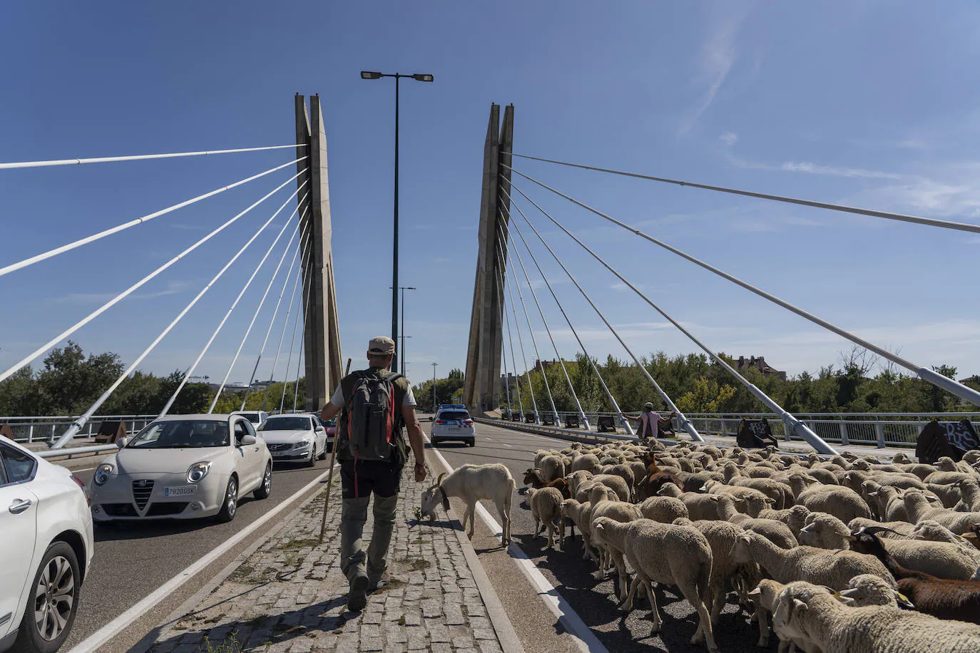 Fotos: Un rebaño de 2.000 ovejas &#039;toma&#039; Valladolid