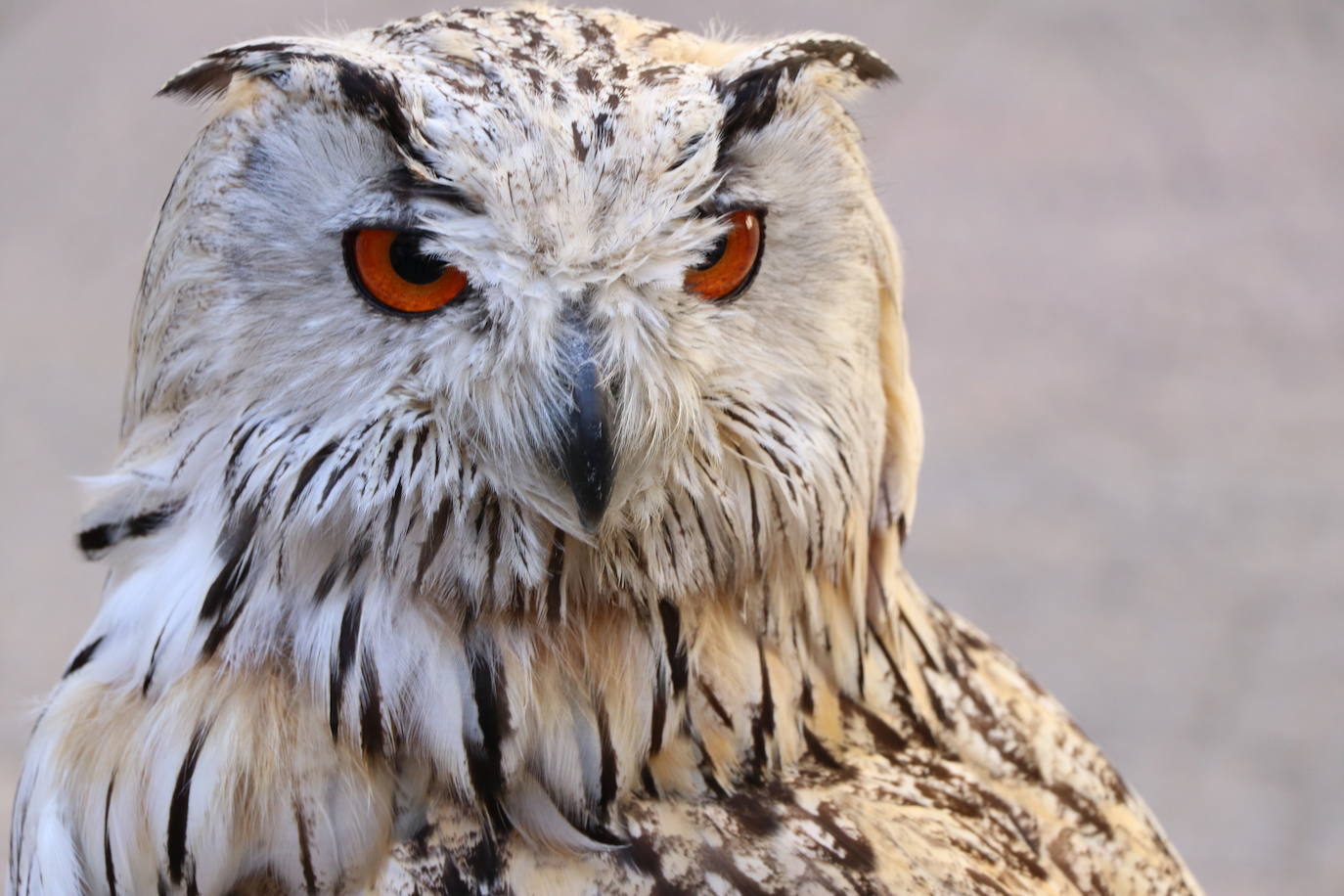 El presidente de la Diputación de León sujeta un ave rapaz.