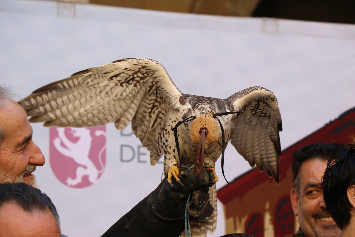 El presidente de la Diputación de León sujeta un ave rapaz.