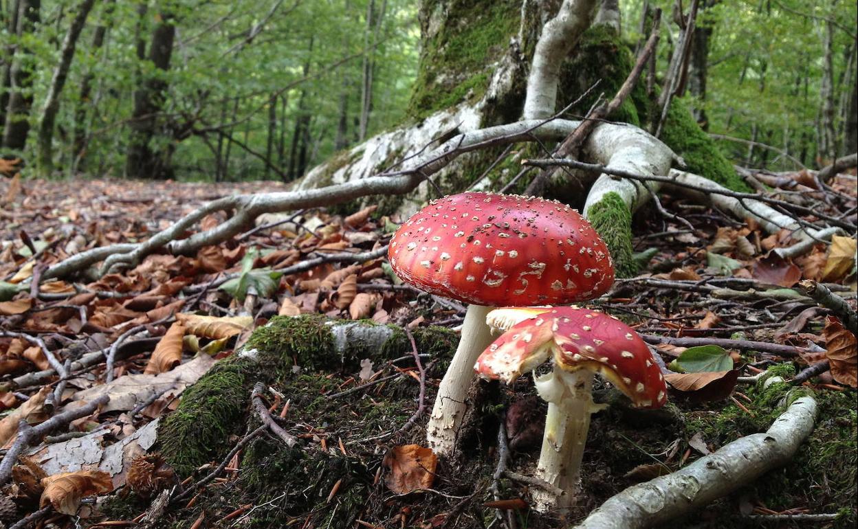 Dos ejemplares de Amanita muscaria, que es tóxica.