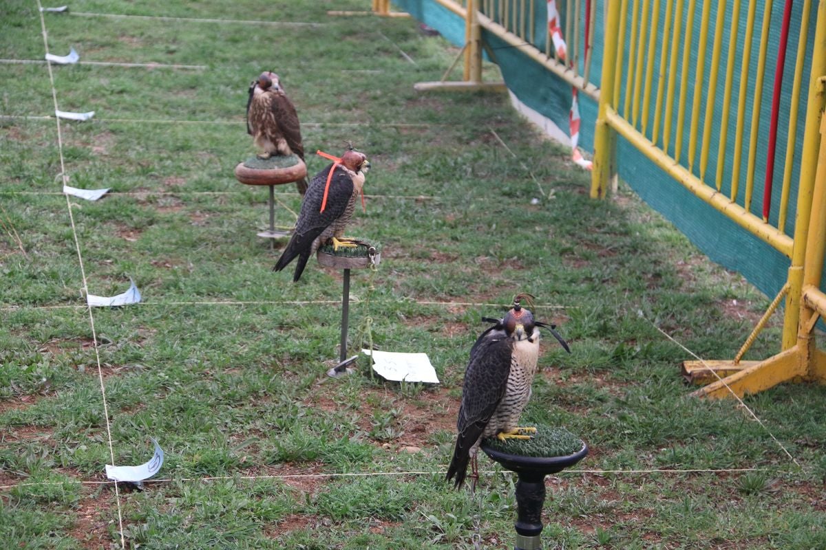 Fotos: La cetrería internacional se cita en La Virgen del Camino