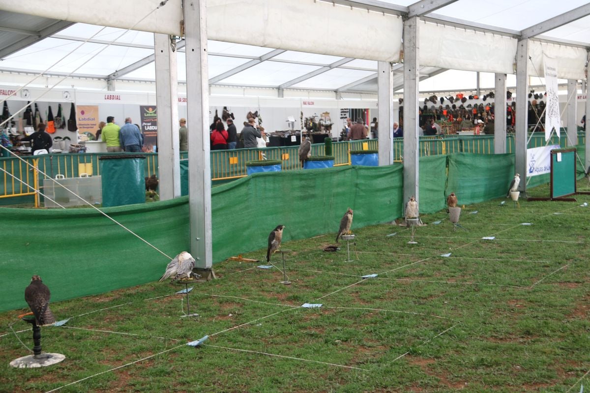 Fotos: La cetrería internacional se cita en La Virgen del Camino