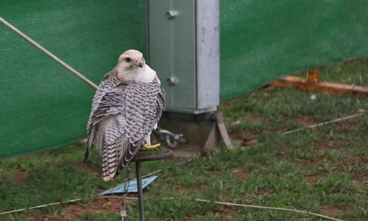 Fotos: La cetrería internacional se cita en La Virgen del Camino