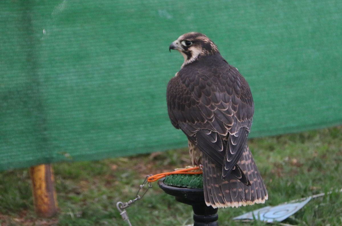 Fotos: La cetrería internacional se cita en La Virgen del Camino