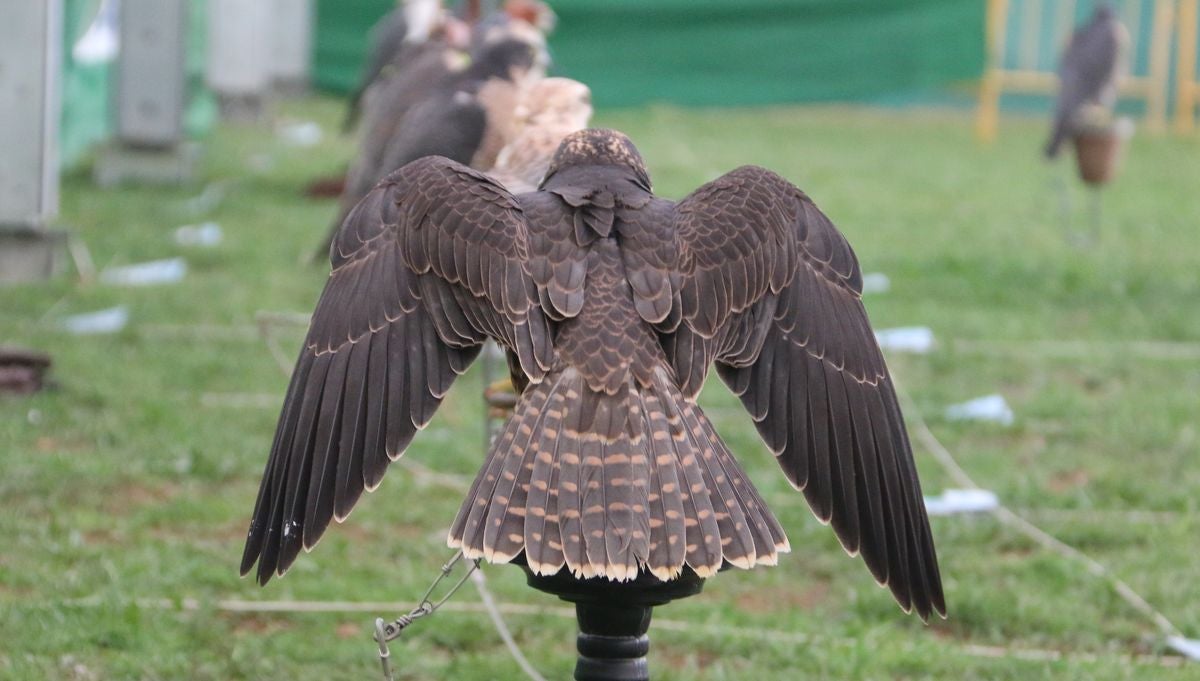 Fotos: La cetrería internacional se cita en La Virgen del Camino