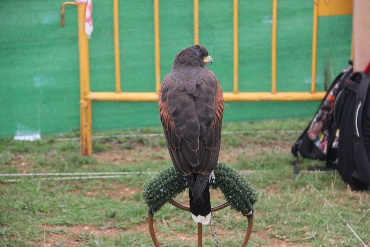 Fotos: La cetrería internacional se cita en La Virgen del Camino