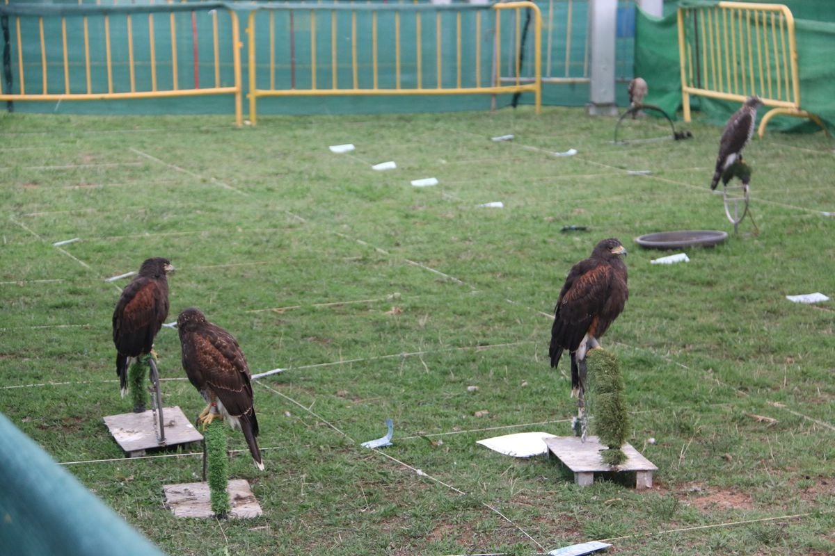 Fotos: La cetrería internacional se cita en La Virgen del Camino