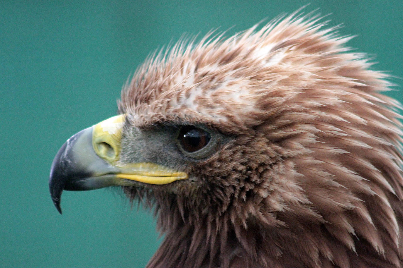 Fotos: Intensas finales en las XXV Jornadas Internacionales de Cetrería