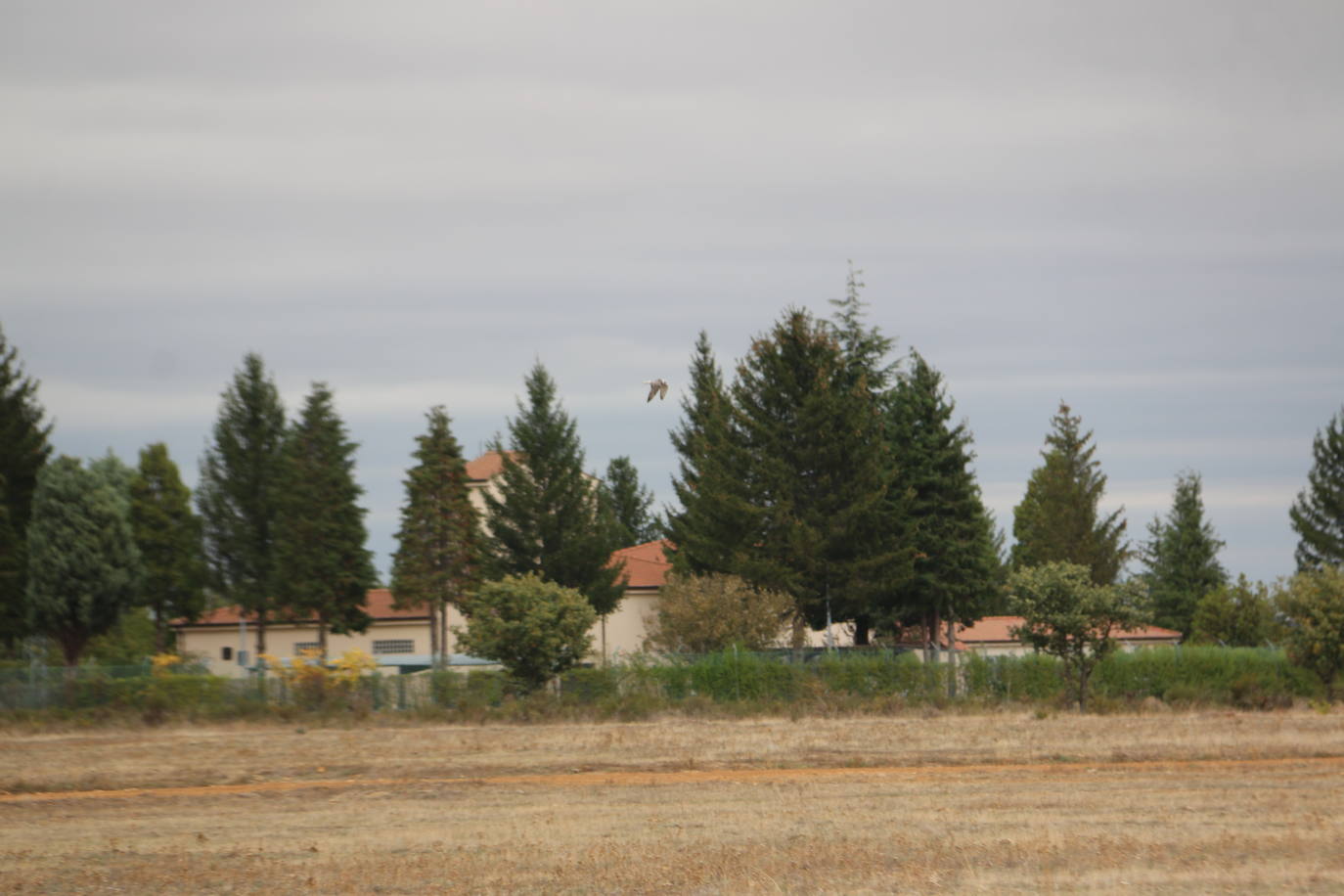 Fotos: Intensas finales en las XXV Jornadas Internacionales de Cetrería