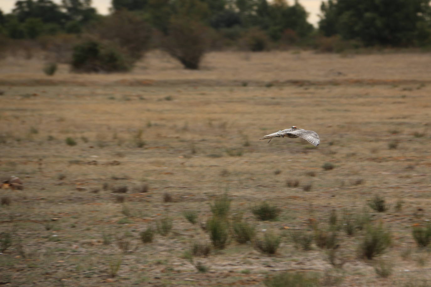 Fotos: Intensas finales en las XXV Jornadas Internacionales de Cetrería