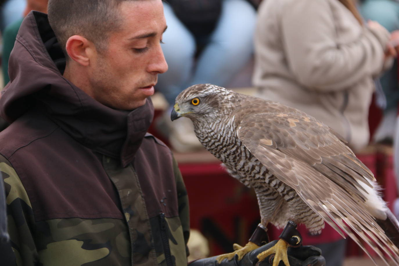 Fotos: Intensas finales en las XXV Jornadas Internacionales de Cetrería