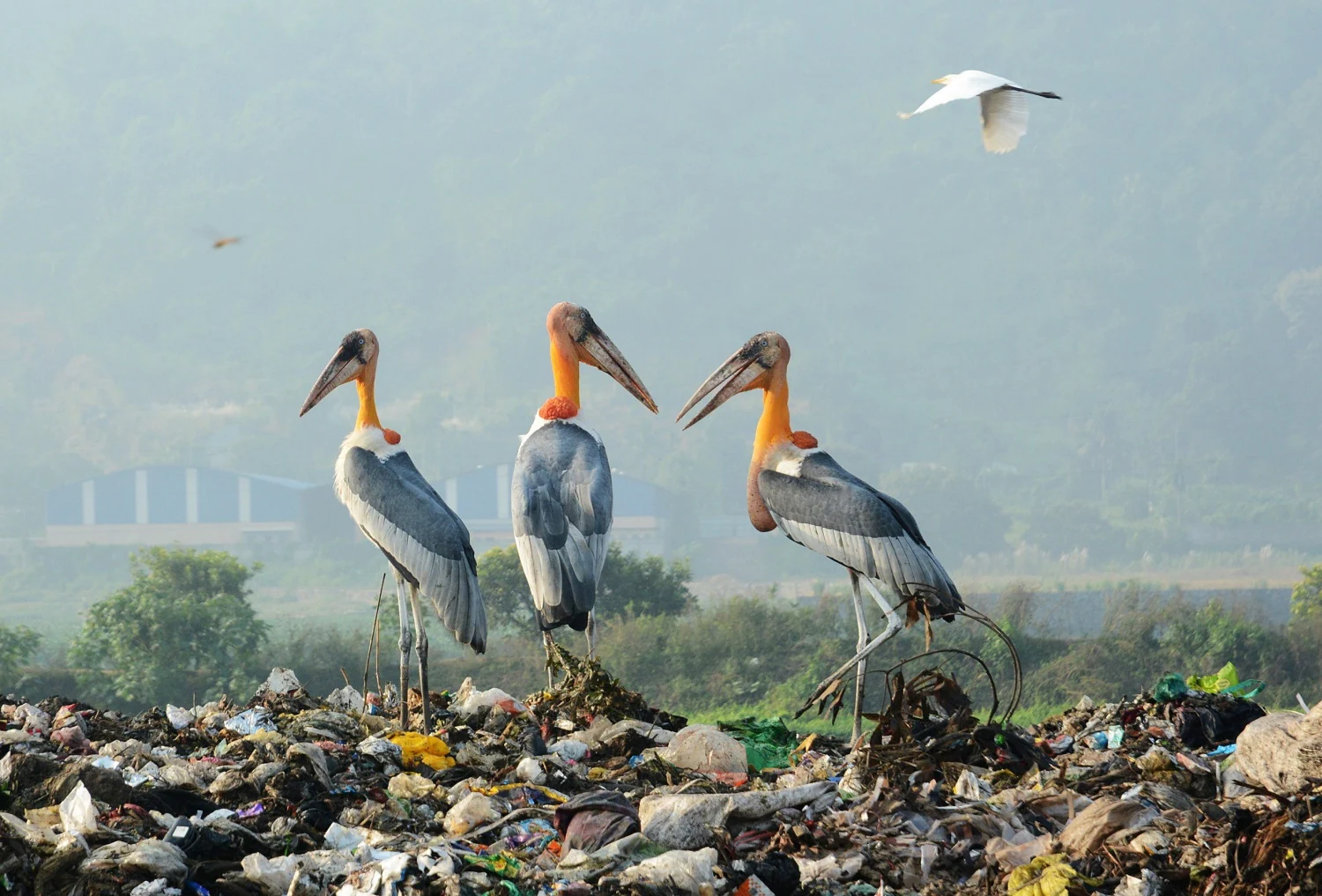Un grupo de marabúes reposa sobre una montaña de basura, en Guwahati (India). Grupos activistas medioambientales han manifestado su preocupación por los vertidos de basura cerca de la reserva de aves de Dipor Bil. 