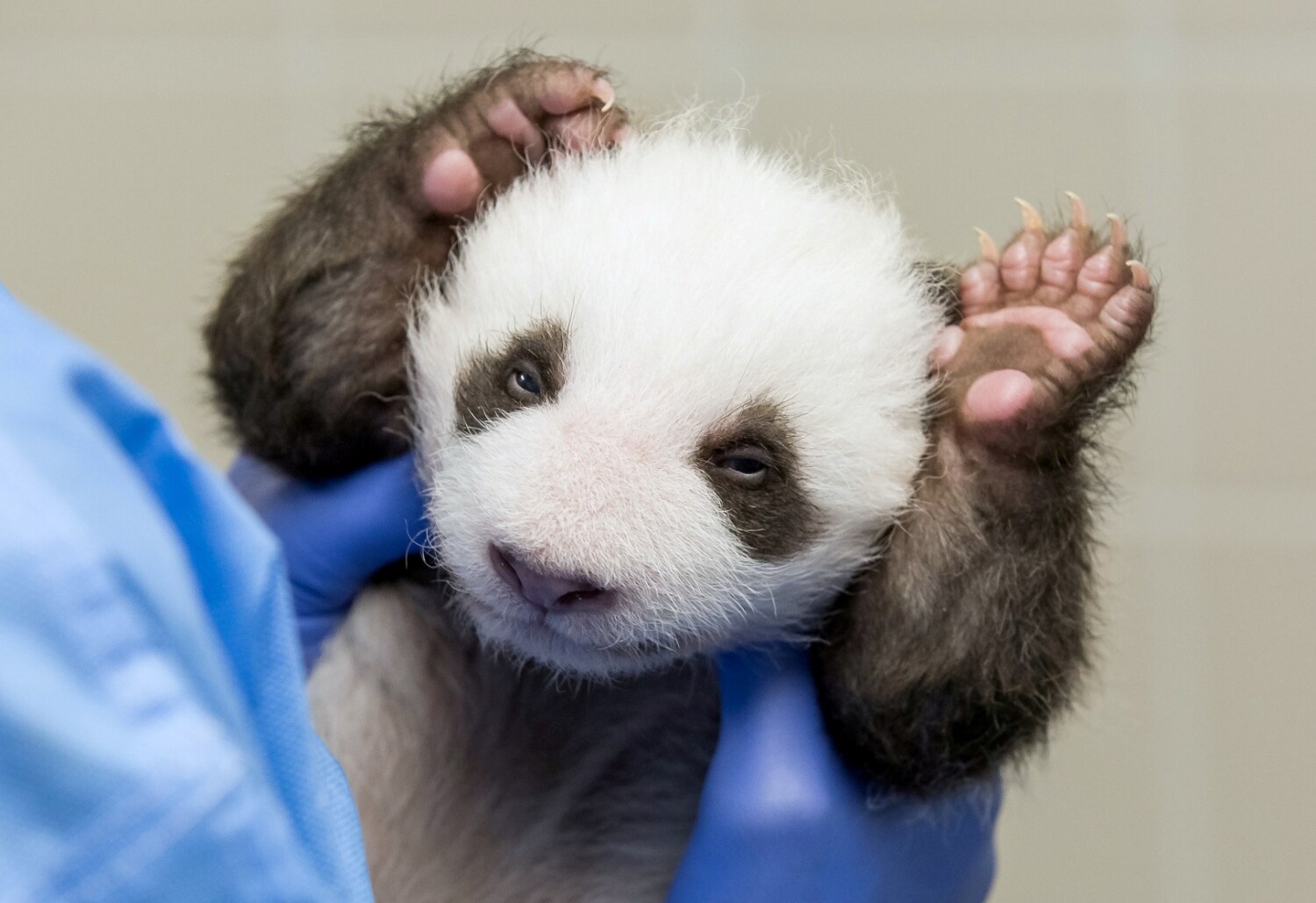 Trabajador sostiene a uno de los gemelos panda en el zoológico de Berlín, Alemania