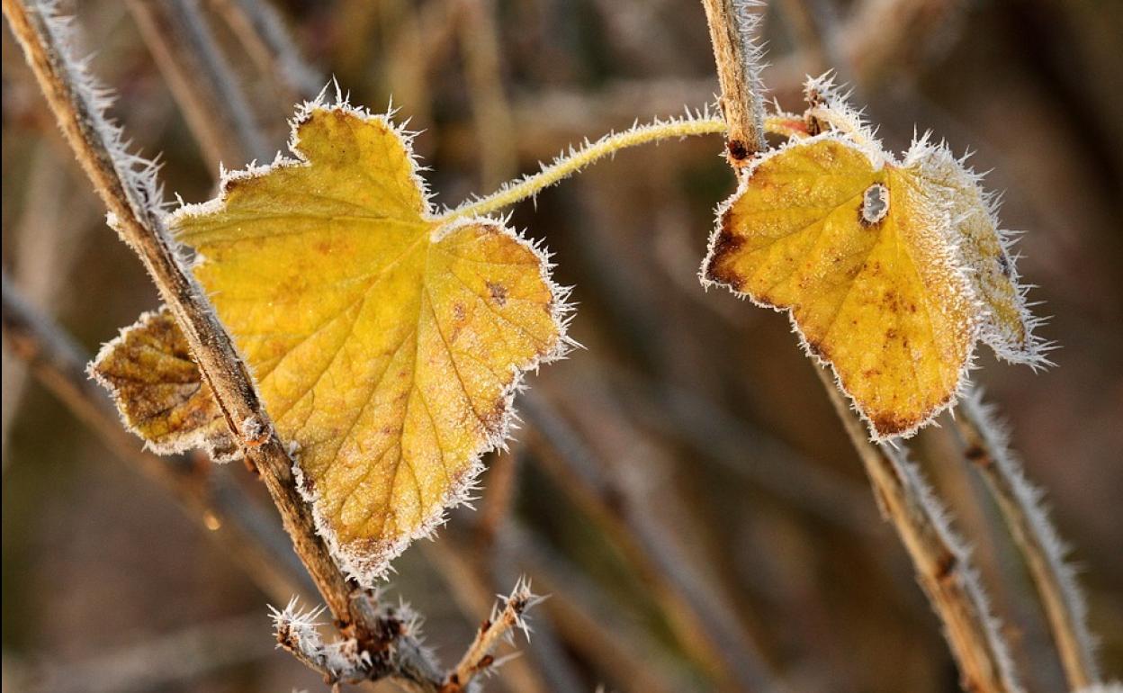 El frío se refleja en la naturaleza en las primeras semanas de la primavera.