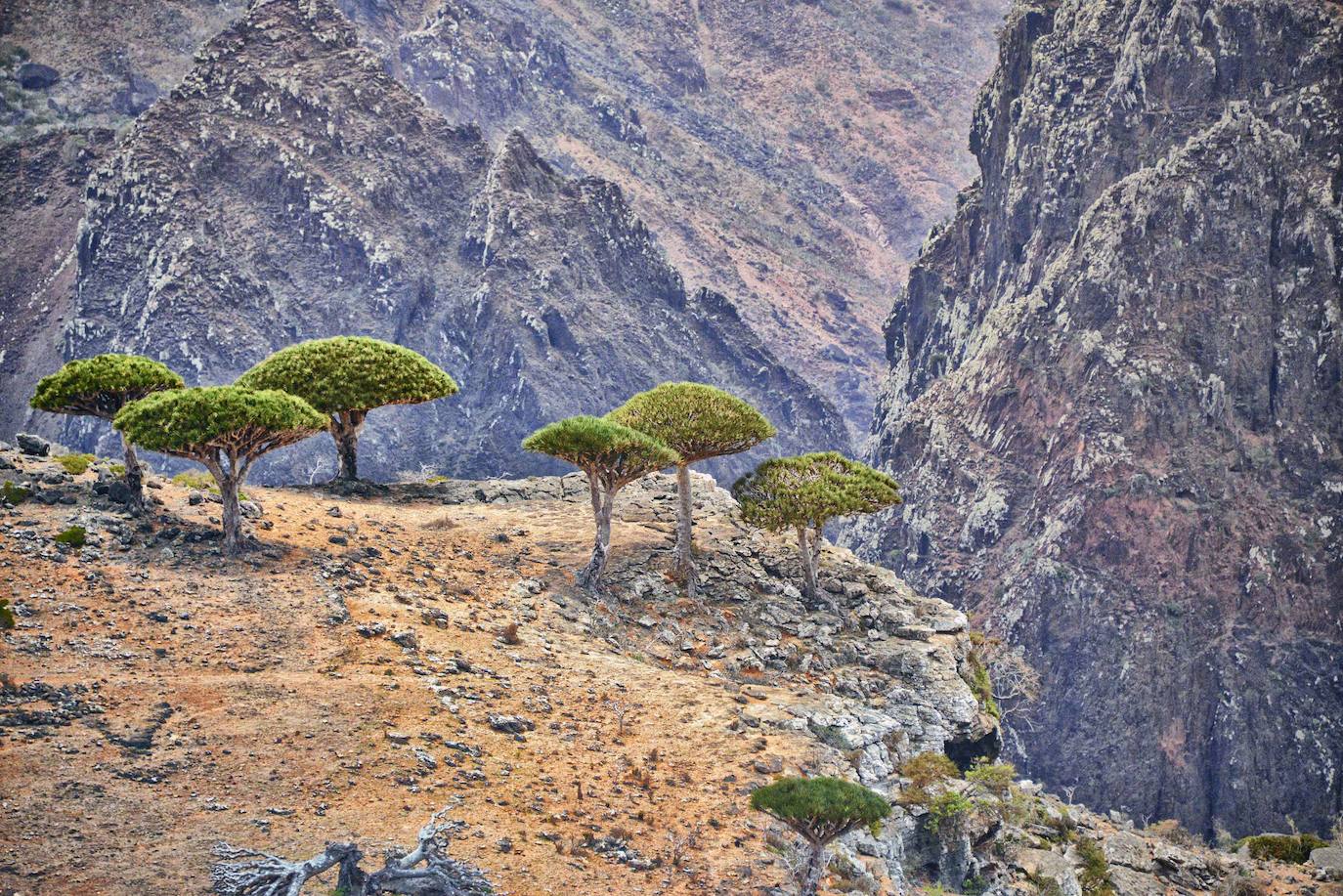 Socotra (Yemen) | Una isla con fama de encantada, por su vegetación propia de un sueño y animales que parecen irreales. Tanto que cuenta con 700 especies únicas en el mundo y es Patrimonio de la Humanidad de la Unesco desde el año 2008.