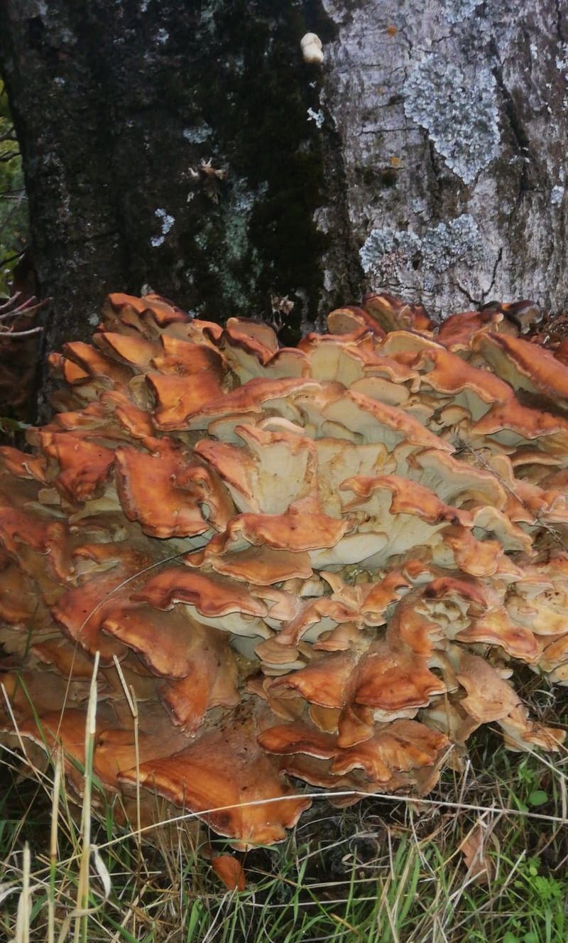 Imagen de la seta localizada en Santa Lucía de Gordón, con un peso de 78,8 kilos.