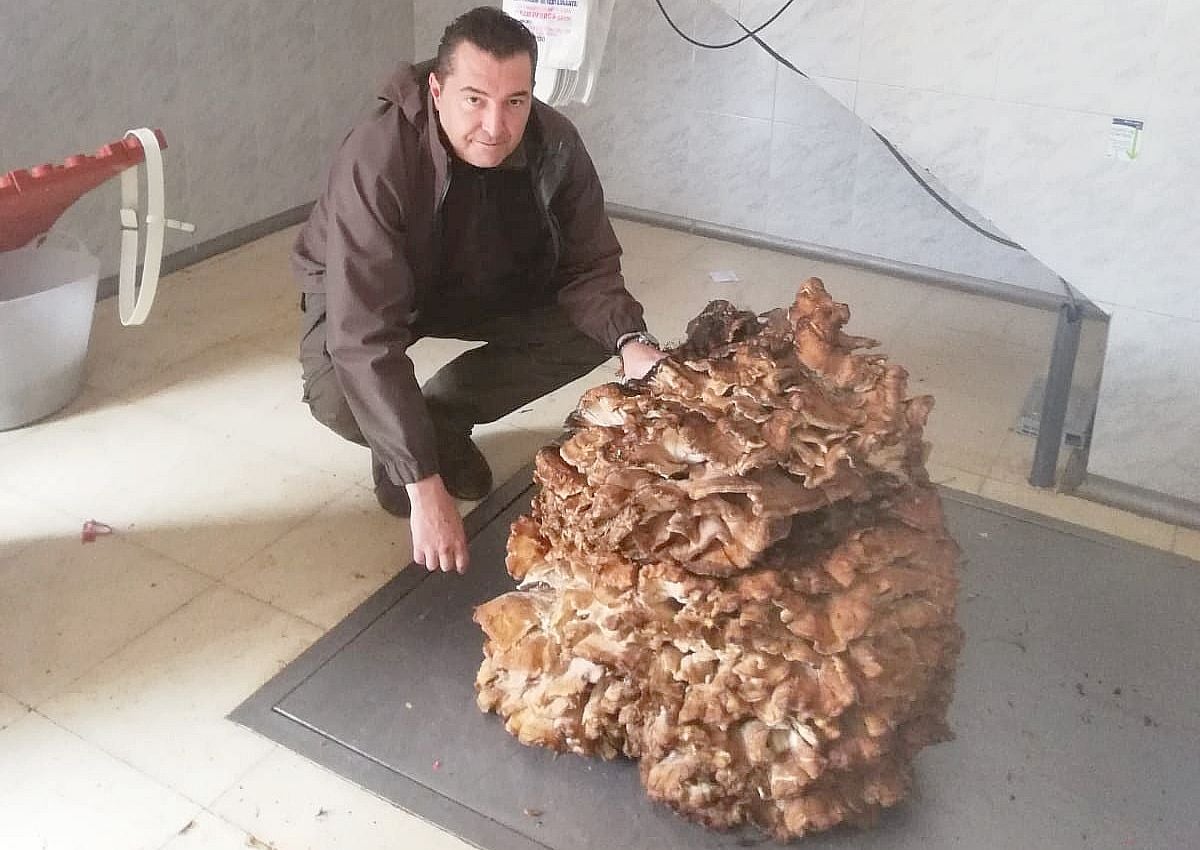 Imagen de la seta localizada en Santa Lucía de Gordón, con un peso de 78,8 kilos.