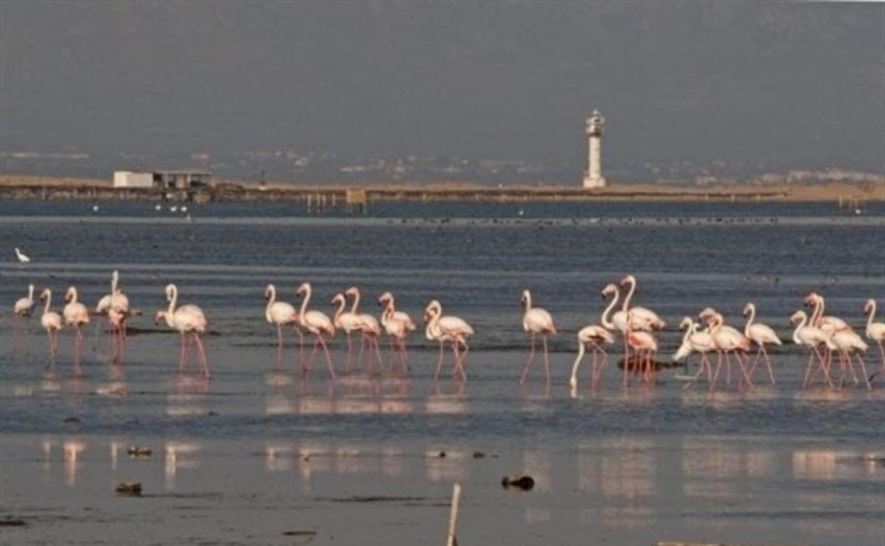 Vista de unos flamencos en el Delta del Ebro.