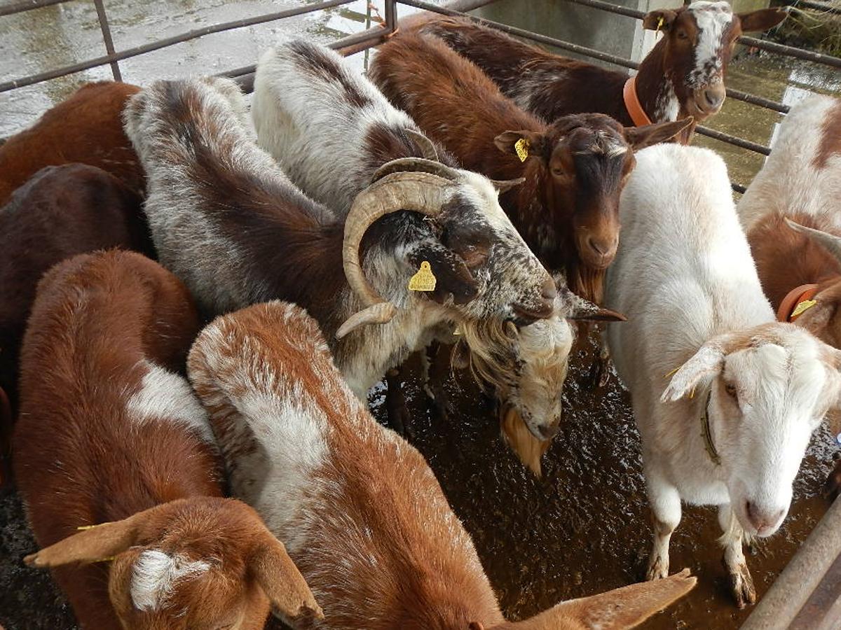 Fotos: Riaño celebra su Feria bajo la nieve