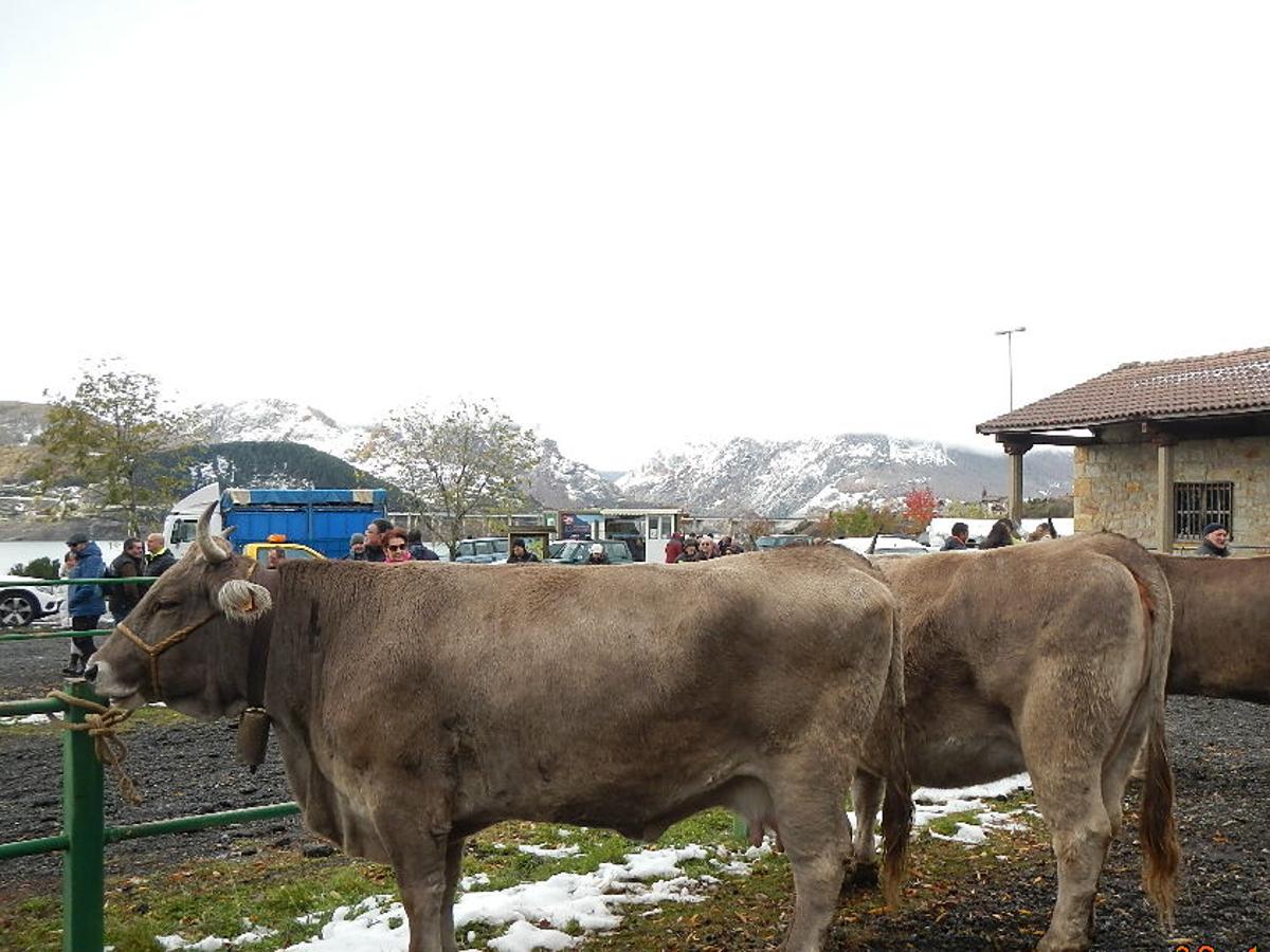 Fotos: Riaño celebra su Feria bajo la nieve