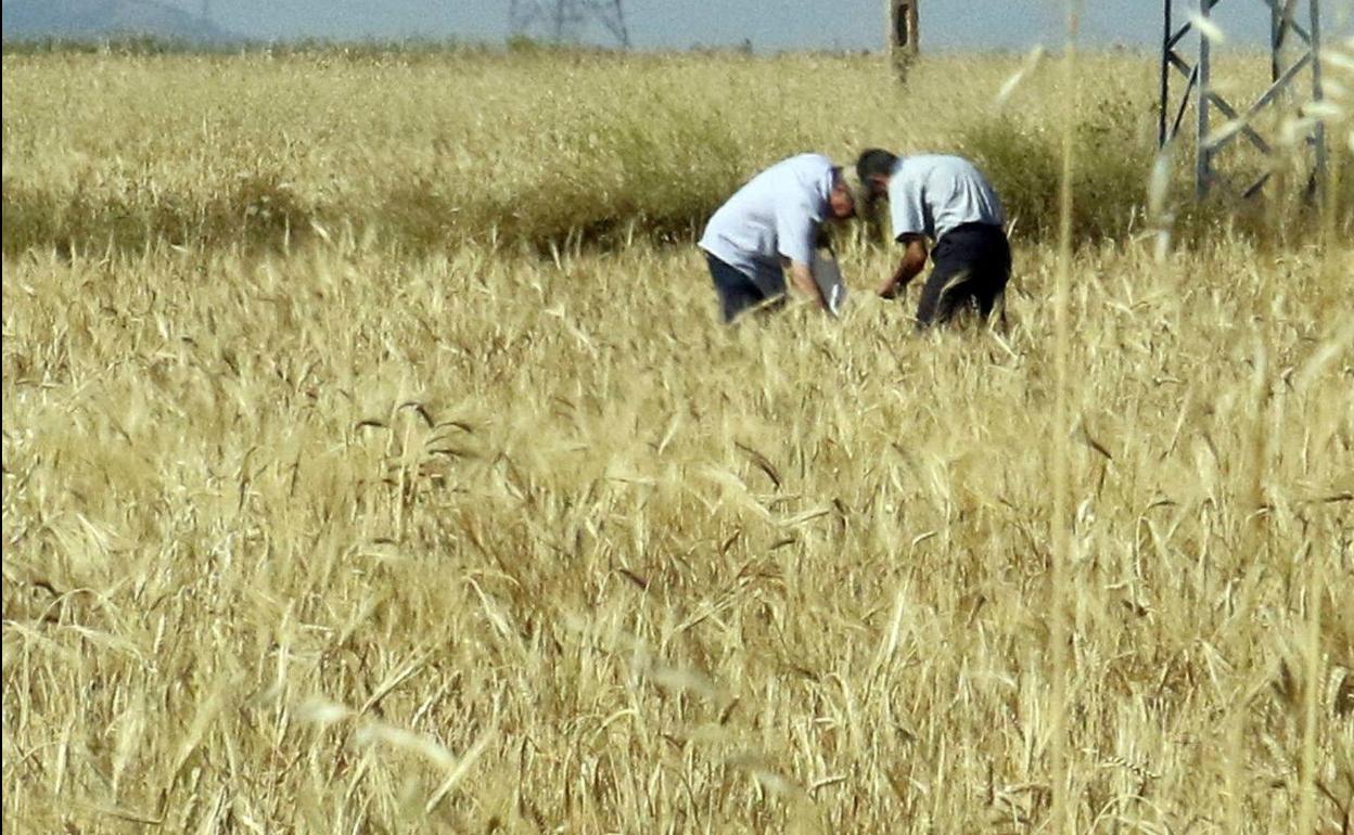 Un par de agricultores repasan las espigas de una de las tierras que han sembrado en la comunidad.