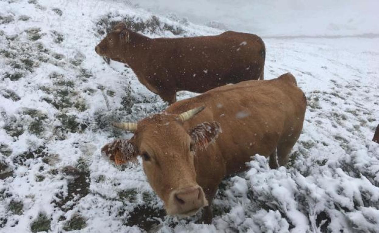 La nieve corta al tráfico la carretera de Encinedo