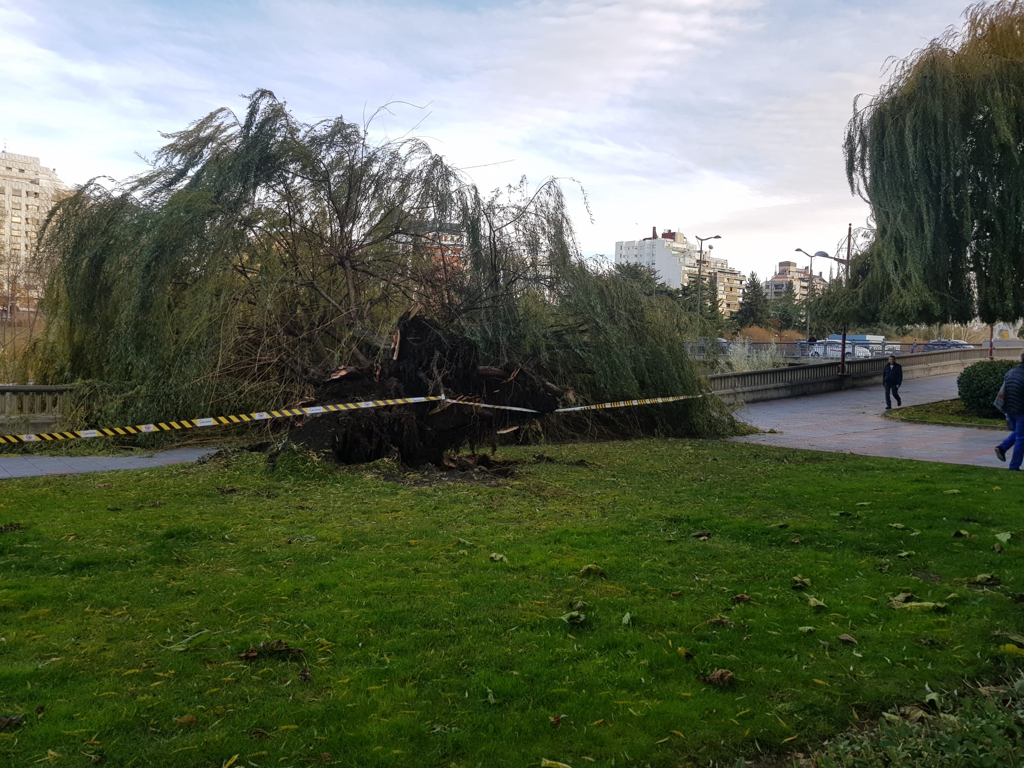 El intenso viento derriba un ejemplar de este árbol en pleno paseo del río Bernesga
